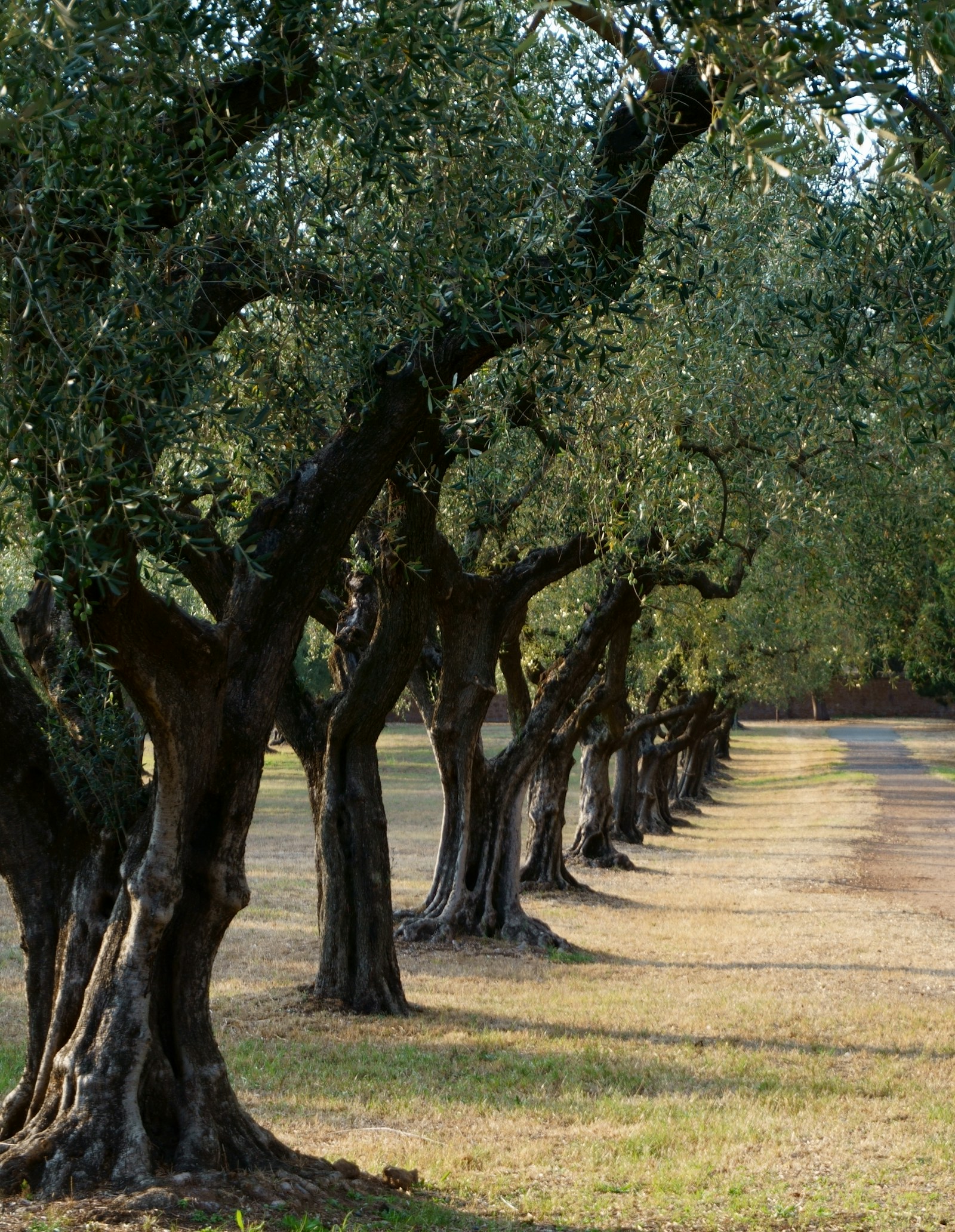 Interno di frantoio storico toscano con macine in pietra