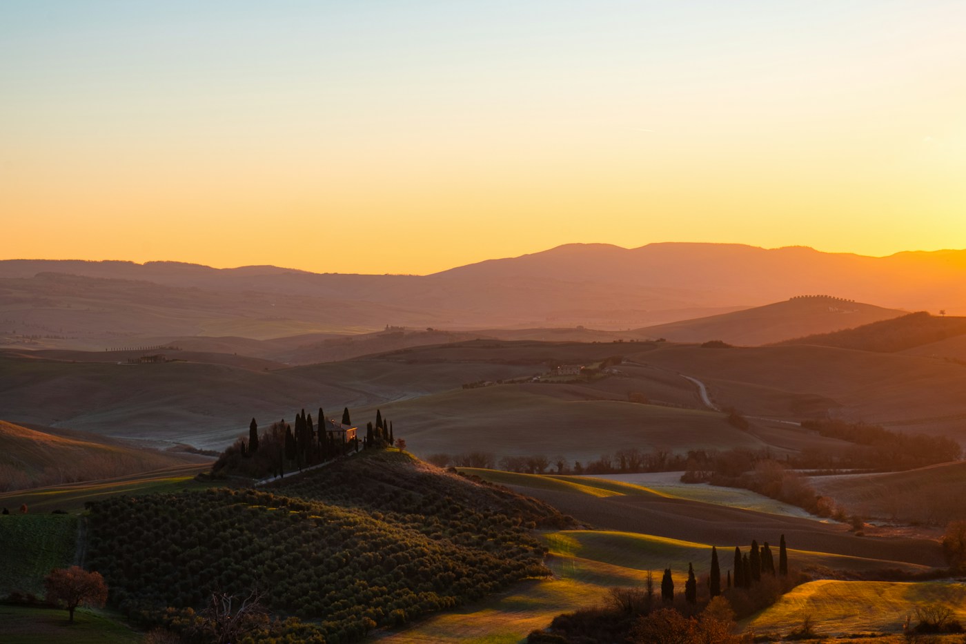 Uliveti toscani al mattino con nebbia bassa